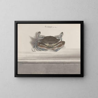 Histoire naturelle de Saint-Domingue Pl126 - René de Rabi — framed artwork on a wall