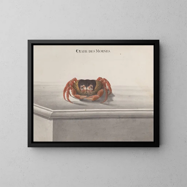 Natural History of Saint-Domingue Pl129 - René de Rabi — framed artwork on a wall