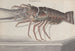 Natural History of Saint-Domingue Pl133 - René de Rabi — artwork view