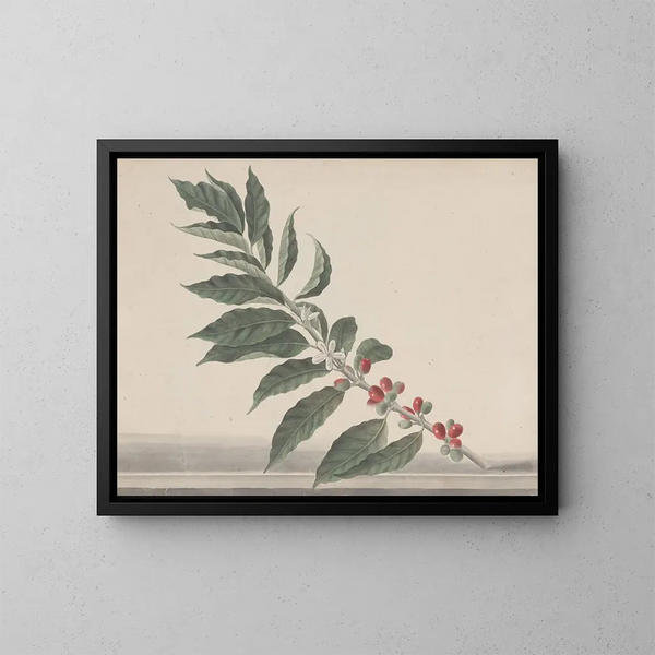 Natural History of Saint-Domingue Pl134 - René de Rabi — framed artwork on a wall