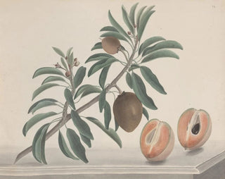 Histoire naturelle de Saint-Domingue Pl144 - René de Rabi — artwork view