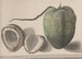 Natural History of Saint-Domingue Pl157 - René de Rabi — artwork view