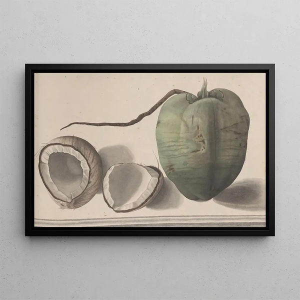 Natural History of Saint-Domingue Pl157 - René de Rabi — framed artwork on a wall