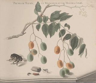 Natural History of Saint-Domingue Pl158 - René de Rabi — artwork view