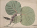 Natural History of Saint-Domingue Pl166 - René de Rabi — artwork view