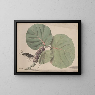Natural History of Saint-Domingue Pl166 - René de Rabi — framed artwork on a wall