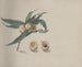 Natural History of Saint-Domingue Pl167 - René de Rabi — artwork view