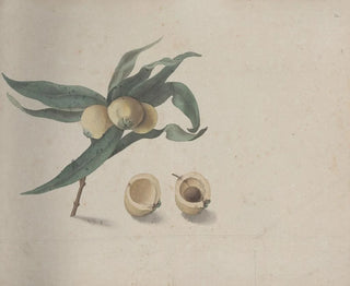 Natural History of Saint-Domingue Pl167 - René de Rabi — artwork view