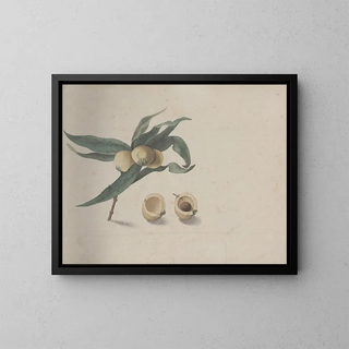 Natural History of Saint-Domingue Pl167 - René de Rabi — framed artwork on a wall