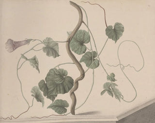 Histoire naturelle de Saint-Domingue Pl168 - René de Rabi — artwork view