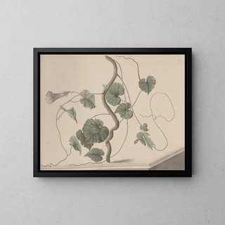 Histoire naturelle de Saint-Domingue Pl168 - René de Rabi — framed artwork on a wall