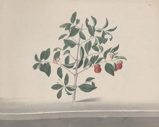 Natural History of Saint-Domingue - René de Rabi — artwork view