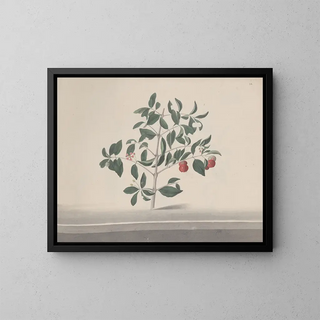 Natural History of Saint-Domingue - René de Rabi — framed artwork on a wall