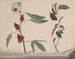 Natural History of Saint-Domingue Pl170 - René de Rabi — artwork view