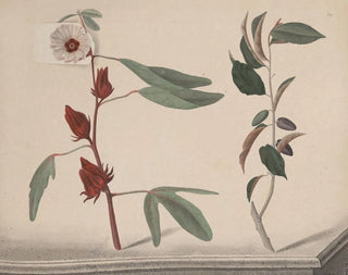 Natural History of Saint-Domingue Pl170 - René de Rabi — artwork view