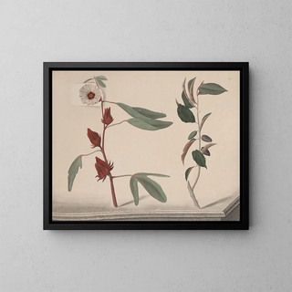 Natural History of Saint-Domingue Pl170 - René de Rabi — framed artwork on a wall