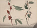 Natural History of Saint-Domingue Pl171 - René de Rabi — artwork view