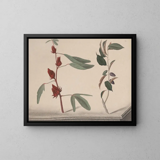 Natural History of Saint-Domingue Pl171 - René de Rabi — framed artwork on a wall