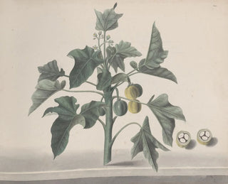 Natural History of Saint-Domingue Pl172 - René de Rabi — artwork view