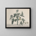 Natural History of Saint-Domingue Pl172 - René de Rabi — framed artwork on a wall