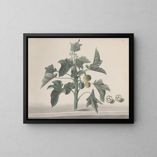 Natural History of Saint-Domingue Pl172 - René de Rabi — framed artwork on a wall