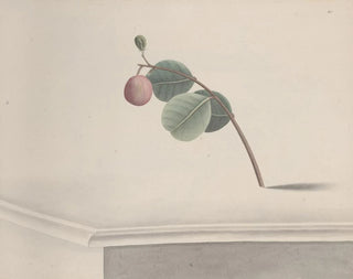 Natural History of Saint-Domingue Pl173 - René de Rabi — artwork view