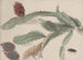 Natural History of Saint-Domingue Pl174 - René de Rabi — artwork view