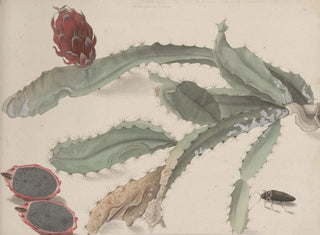 Natural History of Saint-Domingue Pl174 - René de Rabi — artwork view