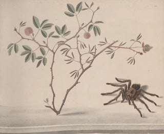 Natural History of Saint-Domingue Pl175 - René de Rabi — artwork view