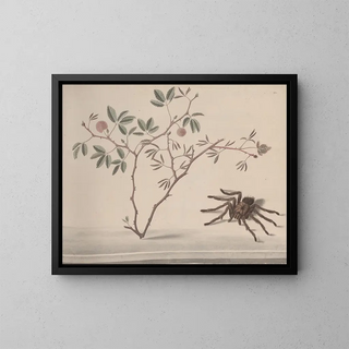 Natural History of Saint-Domingue Pl175 - René de Rabi — framed artwork on a wall