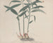 Natural History of Saint-Domingue Pl176 - René de Rabi — artwork view