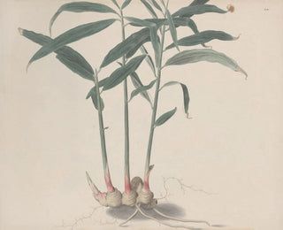 Natural History of Saint-Domingue Pl176 - René de Rabi — artwork view