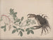 Natural History of Saint-Domingue Pl. 177 - René de Rabi — artwork view