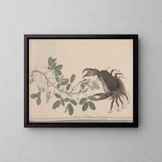 Natural History of Saint-Domingue Pl. 177 - René de Rabi — framed artwork on a wall