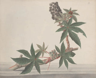 Natural History of Saint-Domingue Pl178 - René de Rabi — artwork view