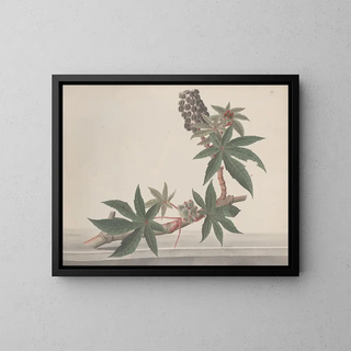 Natural History of Saint-Domingue Pl178 - René de Rabi — framed artwork on a wall