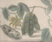 Natural History of Saint-Domingue Pl179 - René de Rabi — artwork view