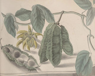 Natural History of Saint-Domingue Pl179 - René de Rabi — artwork view