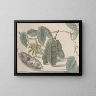 Natural History of Saint-Domingue Pl179 - René de Rabi — framed artwork on a wall