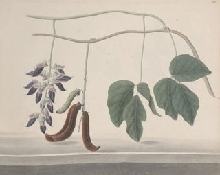 Natural History of Saint-Domingue Pl180 - René de Rabi — artwork view