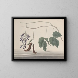 Natural History of Saint-Domingue Pl180 - René de Rabi — framed artwork on a wall