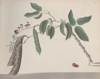 Natural History of Saint-Domingue Pl181 - René de Rabi — artwork view
