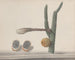 Histoire naturelle de Saint-Domingue Pl182 - René de Rabi — artwork view