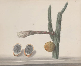 Histoire naturelle de Saint-Domingue Pl182 - René de Rabi — artwork view