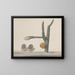 Histoire naturelle de Saint-Domingue Pl182 - René de Rabi — framed artwork on a wall