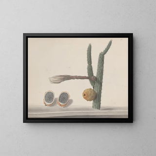 Histoire naturelle de Saint-Domingue Pl182 - René de Rabi — framed artwork on a wall
