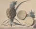 Natural History of Saint-Domingue Pl. 183 - René de Rabi — artwork view