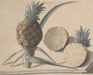 Natural History of Saint-Domingue Pl. 183 - René de Rabi — artwork view