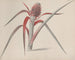 Natural History of Saint-Domingue Pl184 - René de Rabi — artwork view