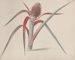 Natural History of Saint-Domingue Pl184 - René de Rabi — artwork view